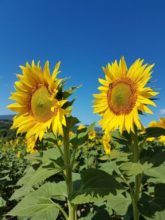 Agriturismo Il Catrino Ponteginori Luaran gambar