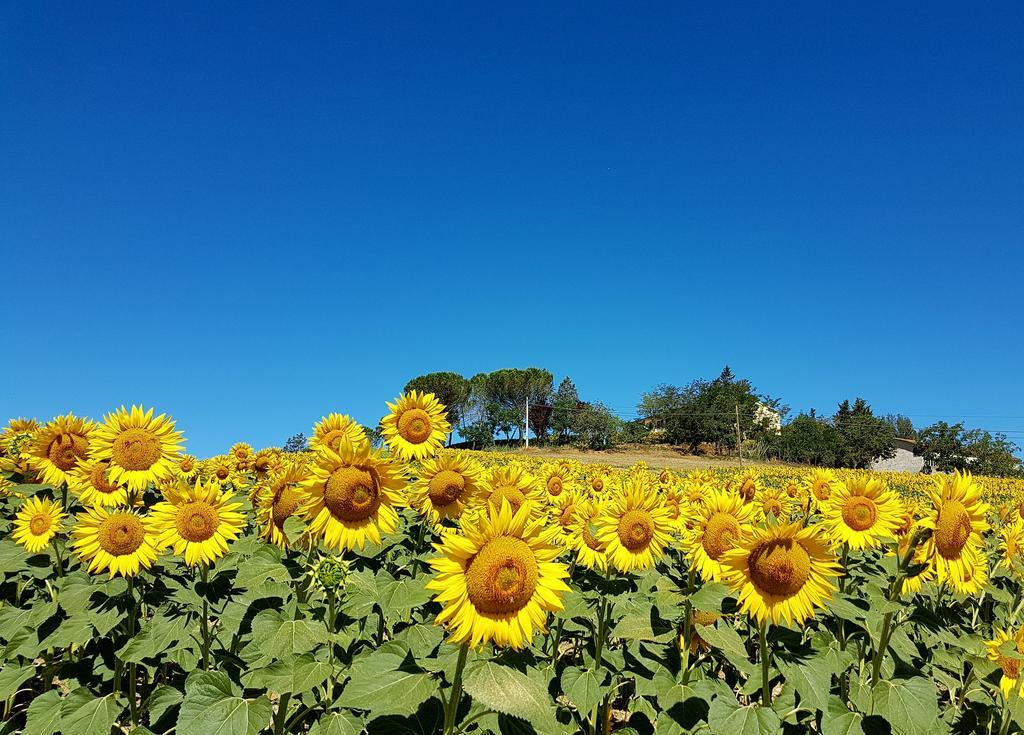 Agriturismo Il Catrino Ponteginori Luaran gambar